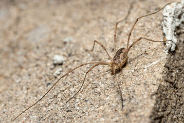 close up of a spider
