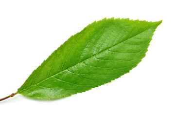 closeup of green leaf on white background
