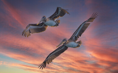 Pelicans flying in the sunset