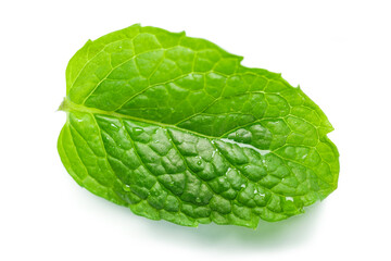 fresh mint leaf with water drops on white background