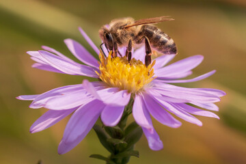 bee on a flower
