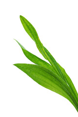 long green blades of grass, plant with water drops on white background