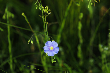 Beautiful blooming flax plant in meadow, space for text