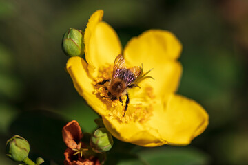 bee on flower