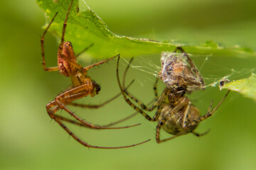 spider on a web
