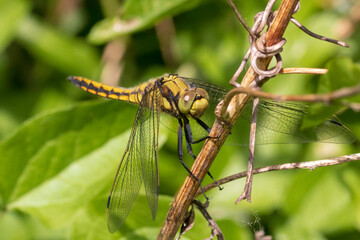 close up of dragonfly