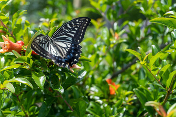 ザクロの花の蜜をすうナミアゲハ