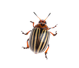 One colorado potato beetle isolated on white