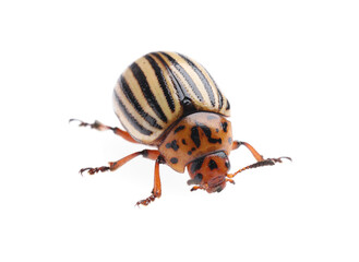 One colorado potato beetle isolated on white