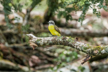 Tropical Kingbird (Tyrannus melancholicus) in tropical forest of Papaturro River area, Nicaragua