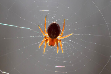 spider on a web