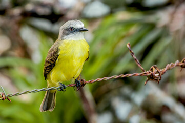 Tropical Kingbird (Tyrannus melancholicus) in tropical forest of Papaturro River area, Nicaragua