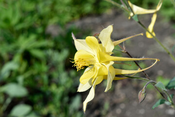 Golden aquilegia flowers in the summer garden