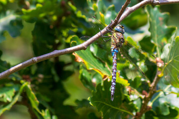 dragonfly on a tree