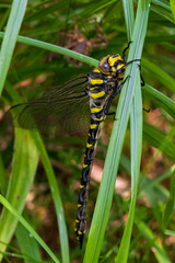 dragonfly on a leaf