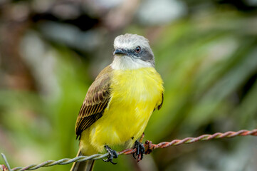 Fototapeta premium Tropical Kingbird (Tyrannus melancholicus) in tropical forest of Papaturro River area, Nicaragua