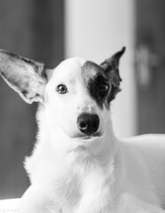 jack russell terrier portrait
