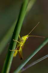 grasshopper on leaf