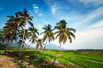 Fototapeta na wymiar Coconut trees plantation, dynamic view from bottom with blue sky nature background.