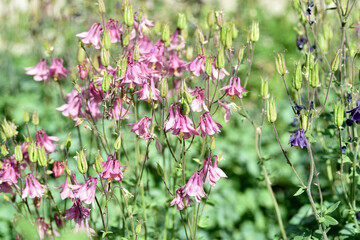 Blue and red aquilegia flowers in the summer garden