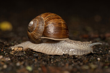 snail on a stone