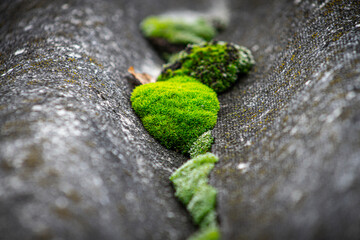 green moss on the stone