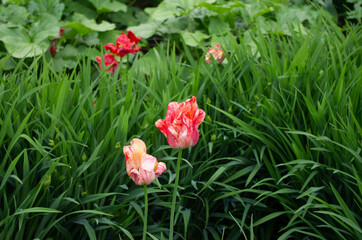 tulips in the garden