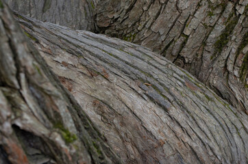 tree bark background