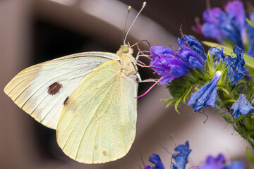 butterfly on a leaf