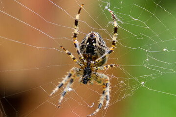 spider on the web