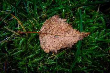 fallen autumn leaves