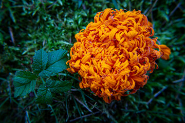 orange flower in the forest