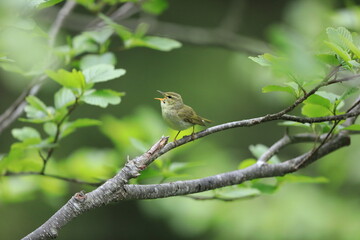 Japanese leaf warbler (Phylloscopus xanthodryas) in Japan