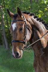 Horse head. Equestrian riding horse. Netherlands. Saddle horse.