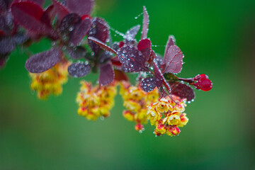 berries of a blackberry
