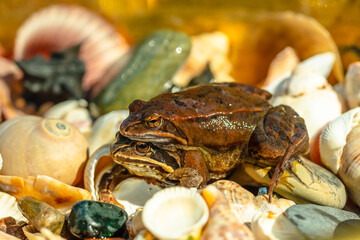 Two mating brown grass frogs on the lake