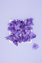 Beautiful iris flowers in white frame on lilac pastel background. Summer floral composition. Nature concept. Love and romance theme. Top view. Flat lay