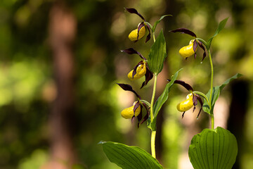 Frauenschuh, cypripedium calceolus, Orchidee im Wald