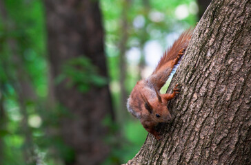 Red Squirrel on tree in public park. Feeding common Squirrels. Eating nuts. Food search in nature.