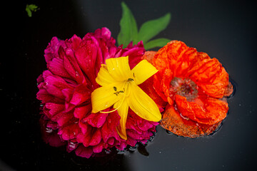 orange flower on black background