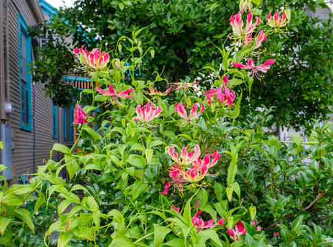 Flowering Gloriosa Lilly Plant in Residential Garden 