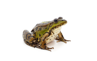 One green spotted frog.