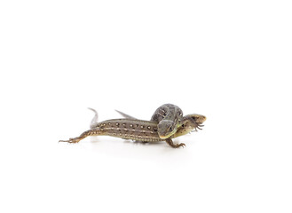 Two little brown lizards.