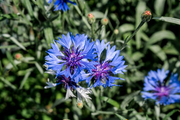 Cornflower (Centaurea cyanus) in garden, Central Russia