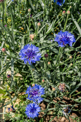 Cornflower (Centaurea cyanus) in garden, Central Russia