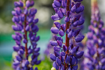 Purple lupine flowers close-up on a sunny summer day. Beautiful garden plants of Russia. 