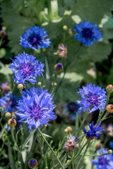 Cornflower (Centaurea cyanus) in garden, Central Russia
