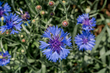 Cornflower (Centaurea cyanus) in garden, Central Russia
