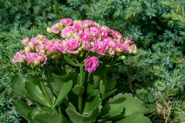 Flaming Katy (Kalanchoe blossfeldiana) in greenhouse