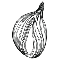Onion Isolated hand drawn illustration. Vegetable engraved style. Sketch vegetarian food drawing. Farm market product. The best for design logo, menu, label, icon, stamp.